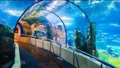 💎 Un acuario magnífico en el puerto de Anzali